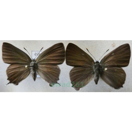 Satyrium w-album (Knoch, 1782) pair Ogończyk wiązowiec Czech49l